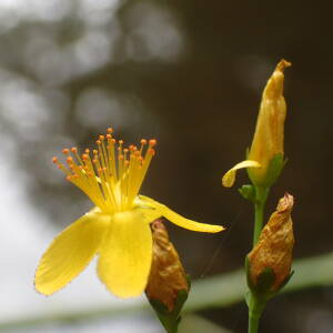 Photographie n°2435049 du taxon Hypericum pulchrum L.