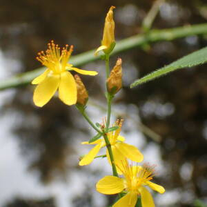 Photographie n°2435051 du taxon Hypericum pulchrum L.