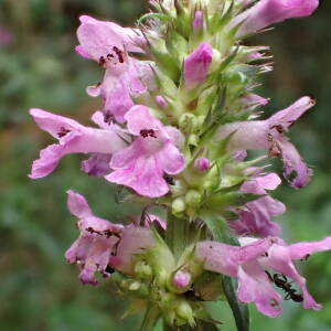 Photographie n°2435054 du taxon Betonica officinalis L.