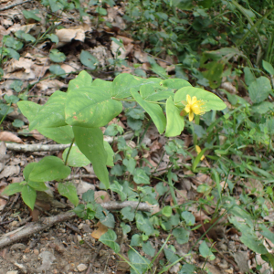 Photographie n°2435064 du taxon Hypericum androsaemum L.