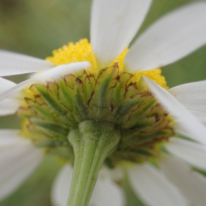 Photographie n°2435074 du taxon Tripleurospermum inodorum (L.) Sch.Bip.