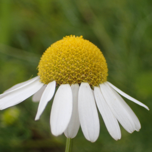 Photographie n°2435075 du taxon Tripleurospermum inodorum (L.) Sch.Bip.