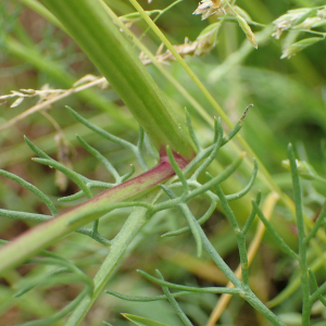 Photographie n°2435080 du taxon Tripleurospermum inodorum (L.) Sch.Bip.