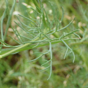 Photographie n°2435081 du taxon Tripleurospermum inodorum (L.) Sch.Bip.