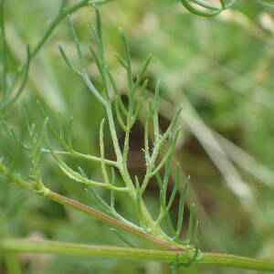 Photographie n°2435082 du taxon Tripleurospermum inodorum (L.) Sch.Bip.