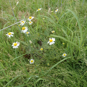 Photographie n°2435084 du taxon Tripleurospermum inodorum (L.) Sch.Bip.