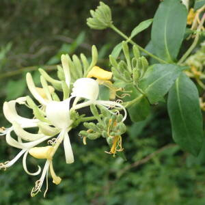 Photographie n°2435085 du taxon Lonicera periclymenum L.