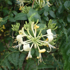 Photographie n°2435086 du taxon Lonicera periclymenum L.