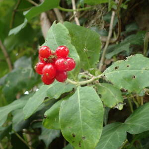 Photographie n°2435087 du taxon Lonicera periclymenum L.