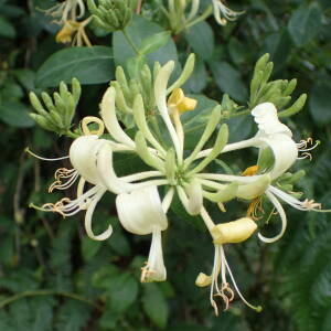 Photographie n°2435088 du taxon Lonicera periclymenum L.