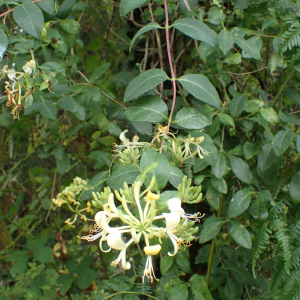 Photographie n°2435090 du taxon Lonicera periclymenum L.