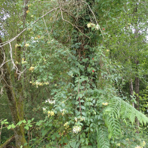 Photographie n°2435091 du taxon Lonicera periclymenum L.