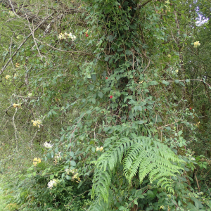 Photographie n°2435092 du taxon Lonicera periclymenum L.