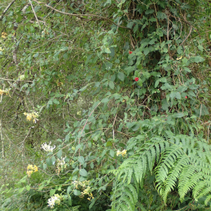 Photographie n°2435093 du taxon Lonicera periclymenum L.