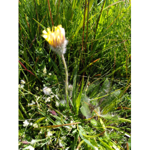 Hieracium pseudalpinum (Nägeli & Peter) Prain