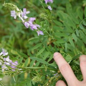 Photographie n°2435173 du taxon Galega officinalis L. [1753]