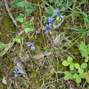 Photographie n°2435177 du taxon Polygala vulgaris L. [1753]