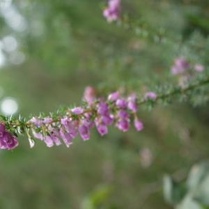 Photographie n°2435183 du taxon Erica cinerea L. [1753]