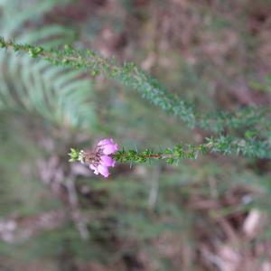 Photographie n°2435184 du taxon Erica cinerea L. [1753]