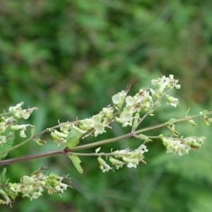 Photographie n°2435187 du taxon Teucrium scorodonia L. [1753]