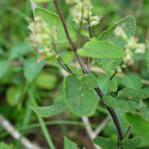 Photographie n°2435189 du taxon Teucrium scorodonia L. [1753]