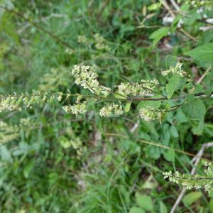 Photographie n°2435190 du taxon Teucrium scorodonia L. [1753]