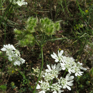 Photographie n°2435204 du taxon Orlaya grandiflora (L.) Hoffm.