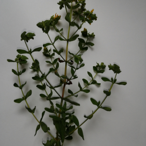Photographie n°2435216 du taxon Hypericum perforatum L.