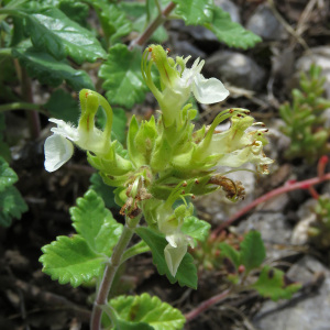  - Teucrium flavum L.