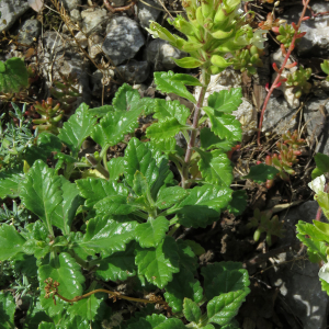 Photographie n°2435246 du taxon Teucrium flavum L.