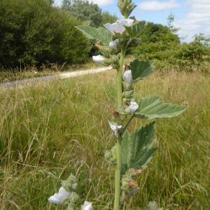 Photographie n°2435293 du taxon Althaea officinalis L. [1753]