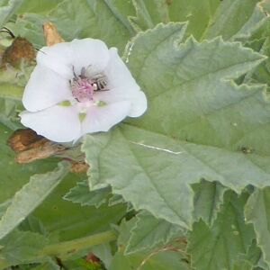 Photographie n°2435299 du taxon Althaea officinalis L. [1753]