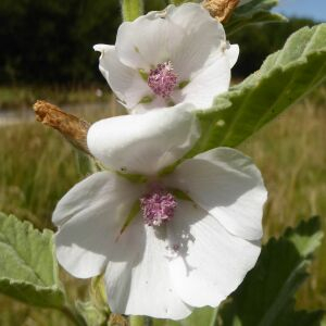 Photographie n°2435300 du taxon Althaea officinalis L. [1753]