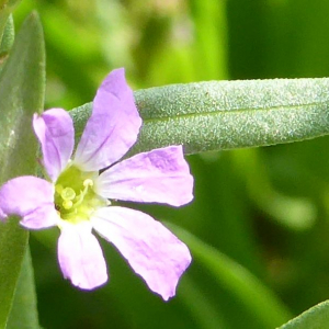 Photographie n°2435305 du taxon Lythrum hyssopifolia L. [1753]