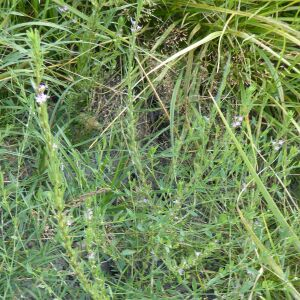 Photographie n°2435306 du taxon Lythrum hyssopifolia L. [1753]