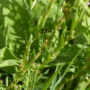 Photographie n°2435308 du taxon Lythrum hyssopifolia L. [1753]