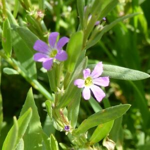 Photographie n°2435310 du taxon Lythrum hyssopifolia L. [1753]