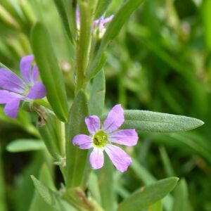Photographie n°2435311 du taxon Lythrum hyssopifolia L. [1753]