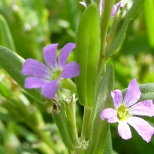 Photographie n°2435312 du taxon Lythrum hyssopifolia L. [1753]