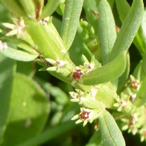 Photographie n°2435313 du taxon Lythrum hyssopifolia L. [1753]