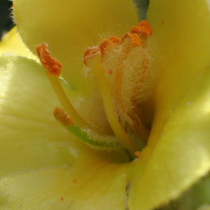Photographie n°2435348 du taxon Verbascum thapsus L.