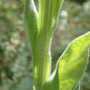 Photographie n°2435350 du taxon Verbascum thapsus L.