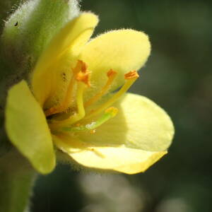 Photographie n°2435352 du taxon Verbascum thapsus L.