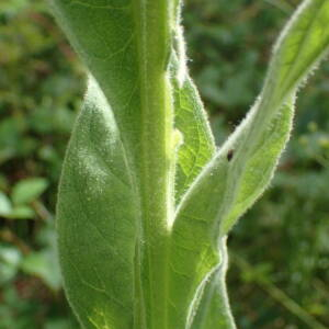 Photographie n°2435353 du taxon Verbascum thapsus L.
