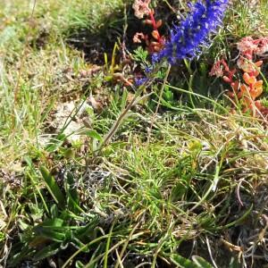 Photographie n°2435366 du taxon Veronica spicata L.