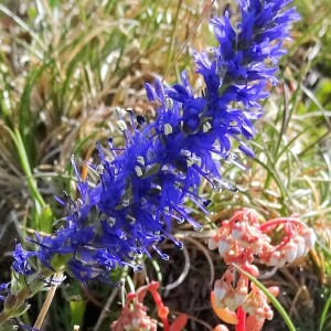 Photographie n°2435367 du taxon Veronica spicata L.