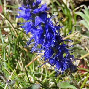 Photographie n°2435368 du taxon Veronica spicata L.