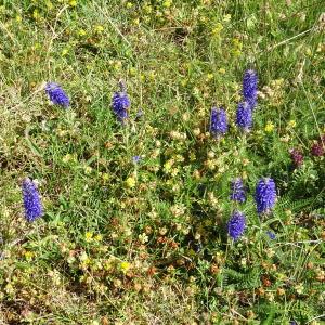 Photographie n°2435369 du taxon Veronica spicata L.