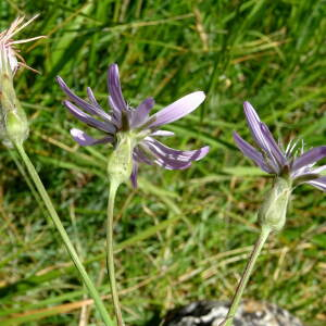 Photographie n°2435371 du taxon Podospermum purpureum (L.) W.D.J.Koch & Ziz