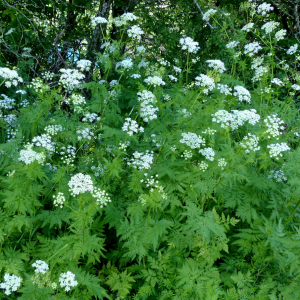 Photographie n°2435415 du taxon Chaerophyllum villarsii W.D.J.Koch [1837]